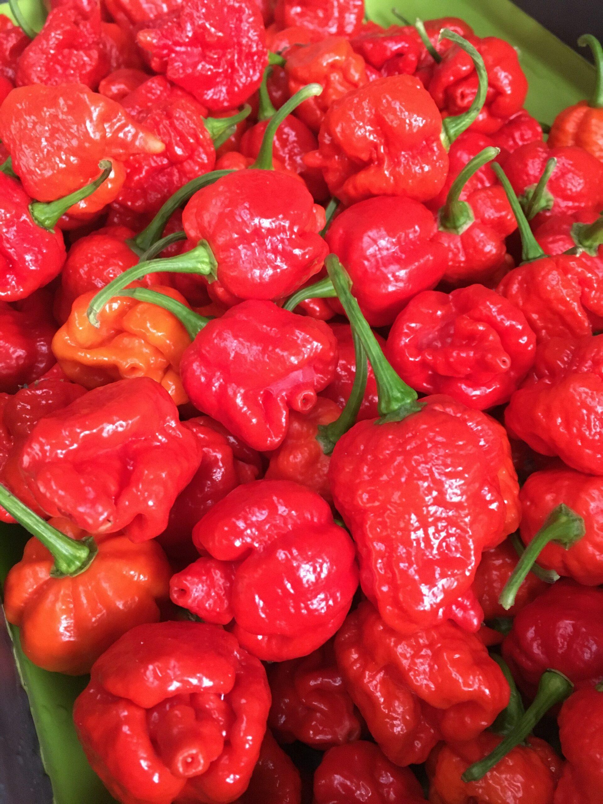 Chilisaus.be - Limited Edition Range - Bad Decision (Heat Level 11) - Image 2